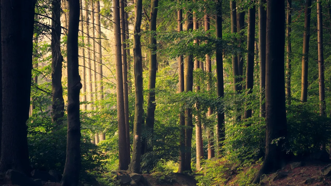Bosque tranquilo con árboles altos y luz natural