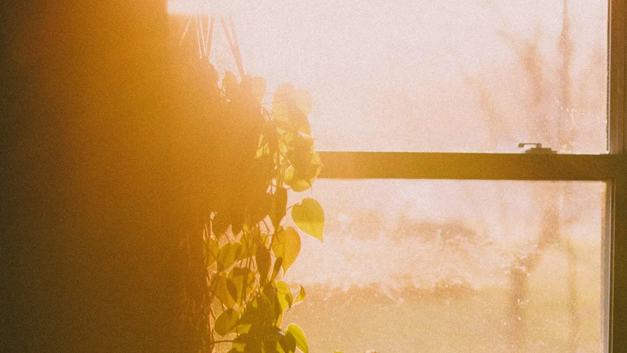 Planta junto a una ventana iluminada por la luz cálida de la mañana
